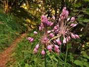 88 Ancora  Aglio grazioso (Allium cirrhosum)
